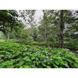 六花の森