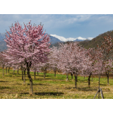 桜六花公園