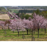 桜六花公園