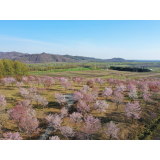 桜六花公園