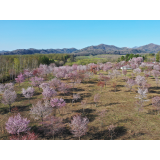 桜六花公園