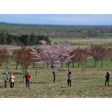 桜のある休日