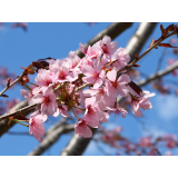 桜六花公園