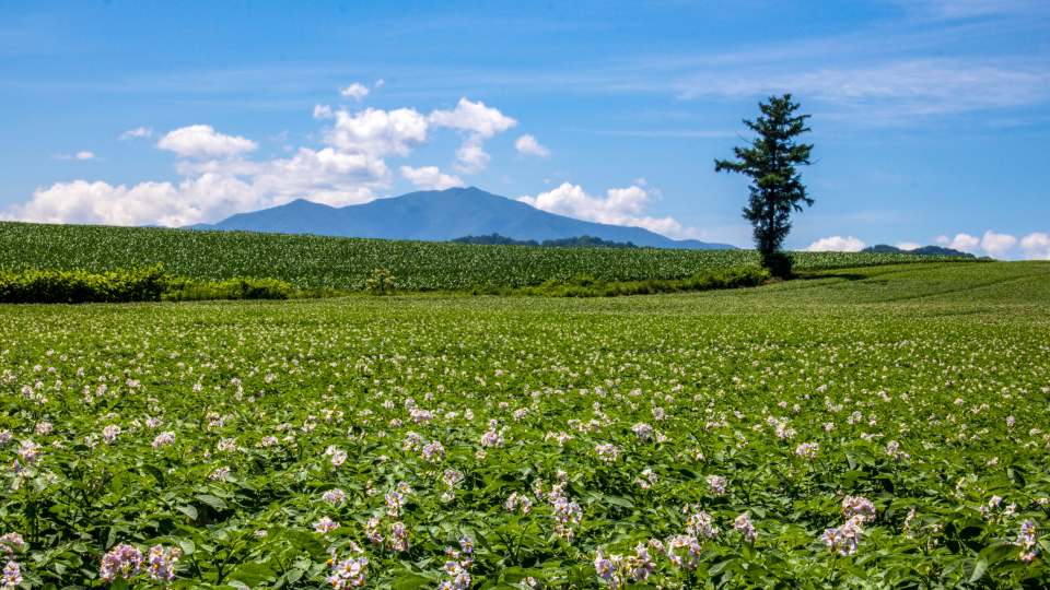十勝ポロシリ岳（夏）