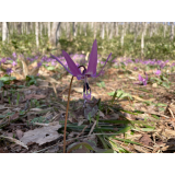 カタクリの花
